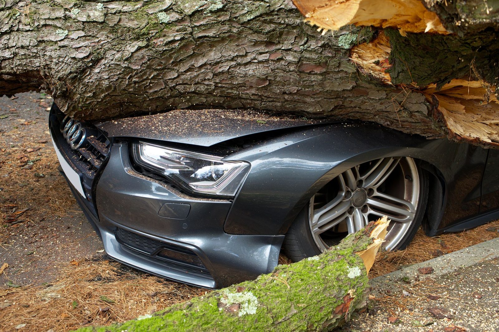Damaged vehicle crushed by fallen tree after accident.